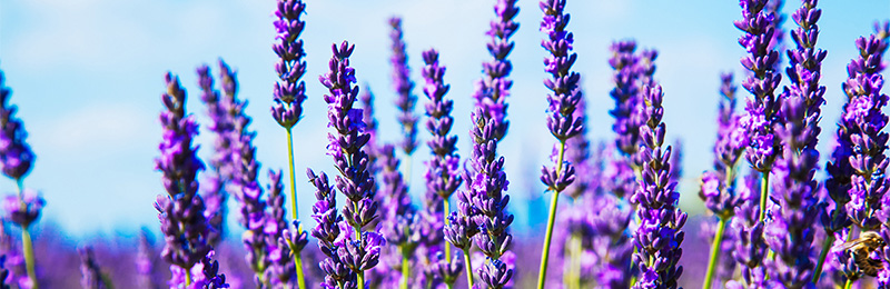 essential oil from lavender for acne
