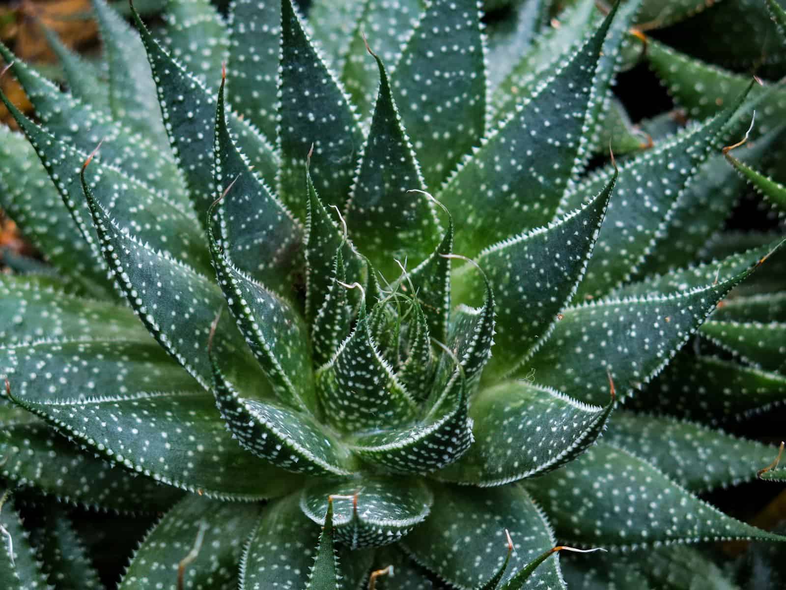Aloe for skin care